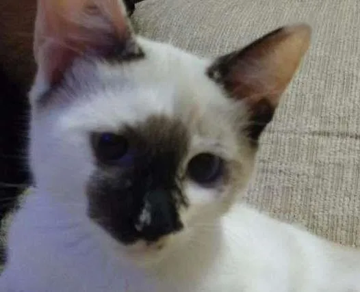 Gato ra a SRD idade 2 a 6 meses nome Amy