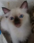 Sem
