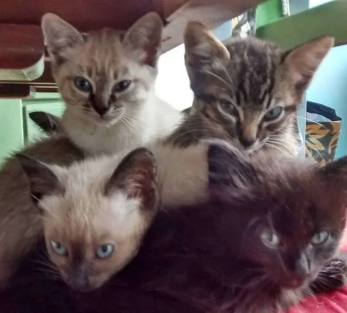 Gato ra a Angorá idade 2 a 6 meses nome Não possuem nomes