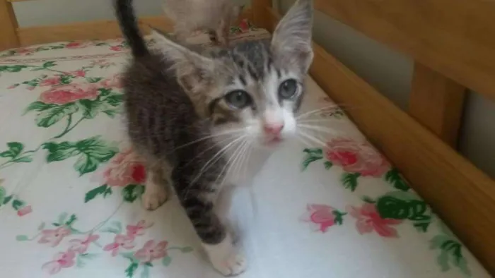 Gato ra a SRD idade Abaixo de 2 meses nome Bolt