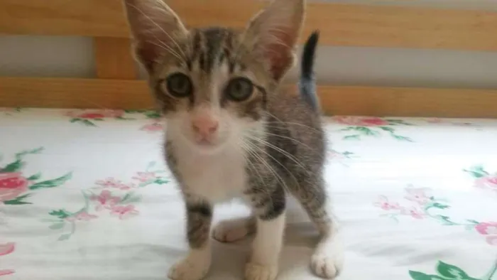 Gato ra a SRD idade Abaixo de 2 meses nome Bolt
