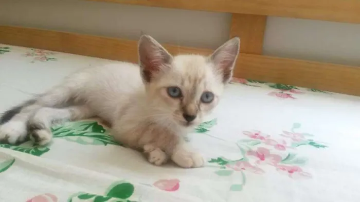 Gato ra a Siamês idade Abaixo de 2 meses nome Peny