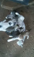 gatos