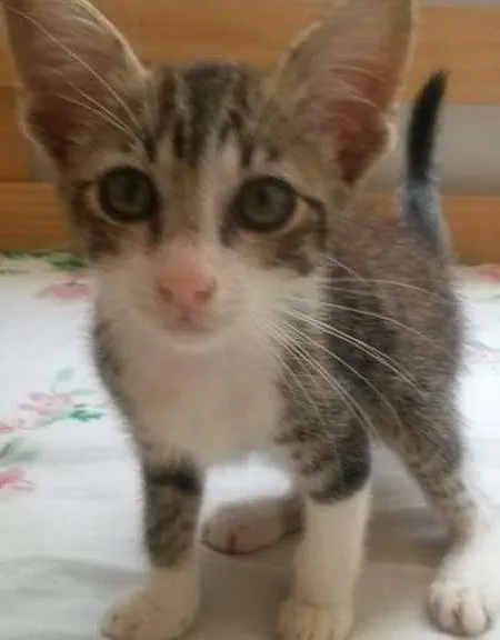 Gato ra a SRD idade Abaixo de 2 meses nome Bolt