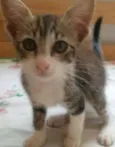 Bolt