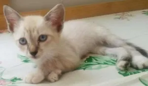 Gato raça Siamês idade Abaixo de 2 meses nome Peny