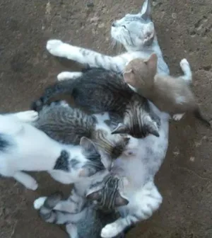 Gato raça indefinida idade Abaixo de 2 meses nome gatos