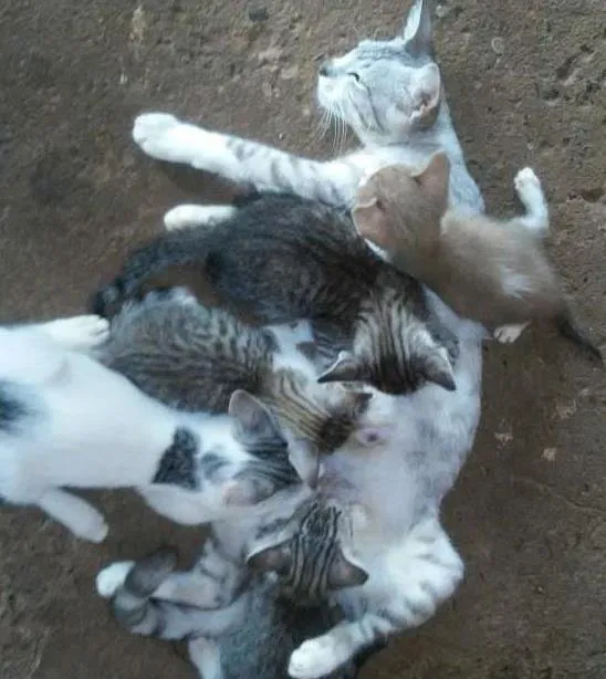 Gato ra a indefinida idade Abaixo de 2 meses nome gatos