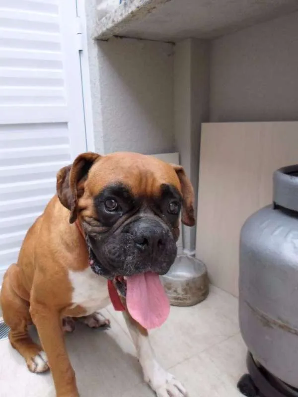 Cachorro ra a Boxer idade 3 anos nome Baruel 