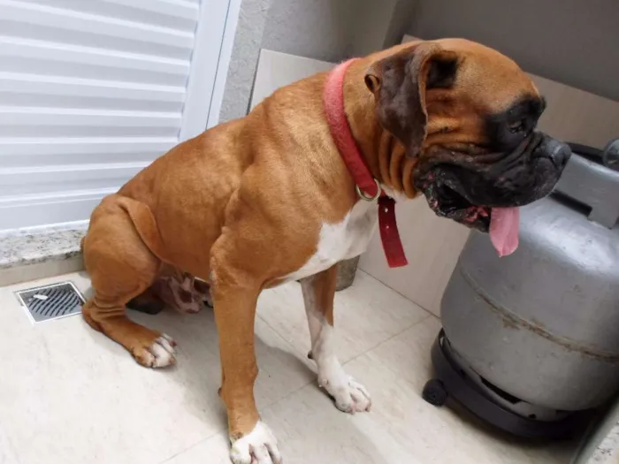 Cachorro ra a Boxer idade 3 anos nome Baruel 