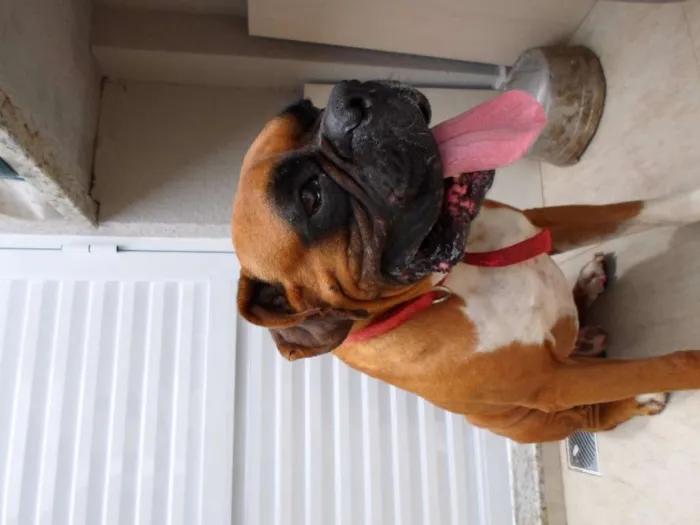 Cachorro ra a Boxer idade 3 anos nome Baruel 