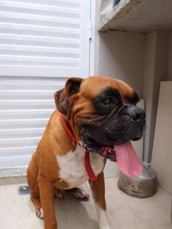 Cachorro ra a Boxer idade 3 anos nome Baruel 