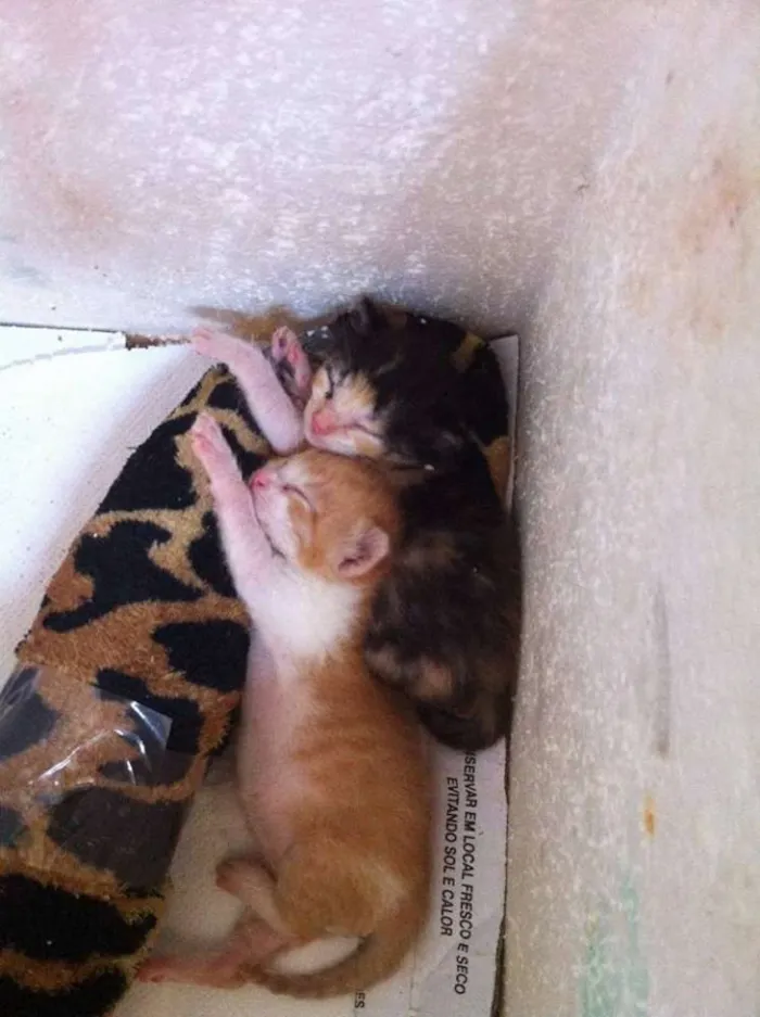 Gato ra a - idade Abaixo de 2 meses nome nick e vitoria