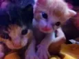 nick e vitoria