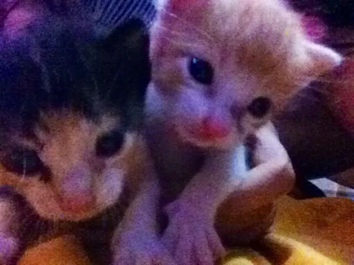 Gato ra a - idade Abaixo de 2 meses nome nick e vitoria