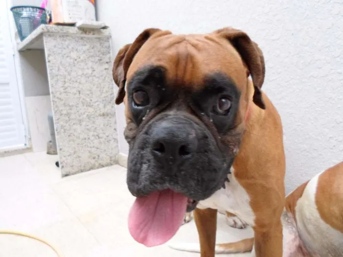 Cachorro ra a Boxer idade 3 anos nome Baruel 