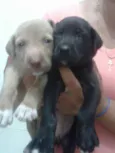 Luna e Minzy