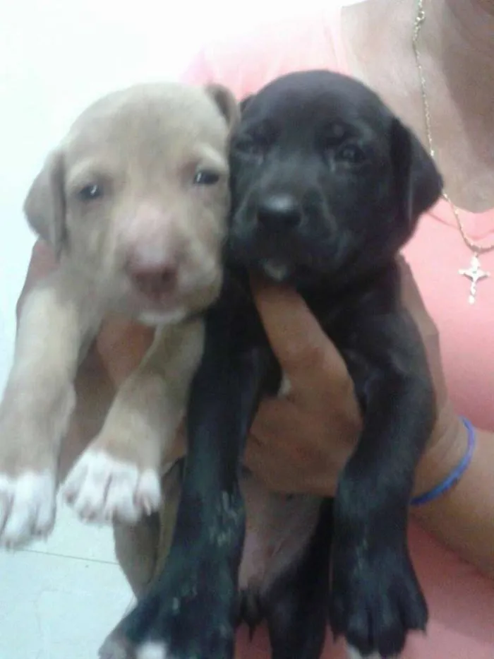 Cachorro raça Vira-latas idade 2 a 6 meses nome Luna e Minzy