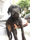 Neguinho