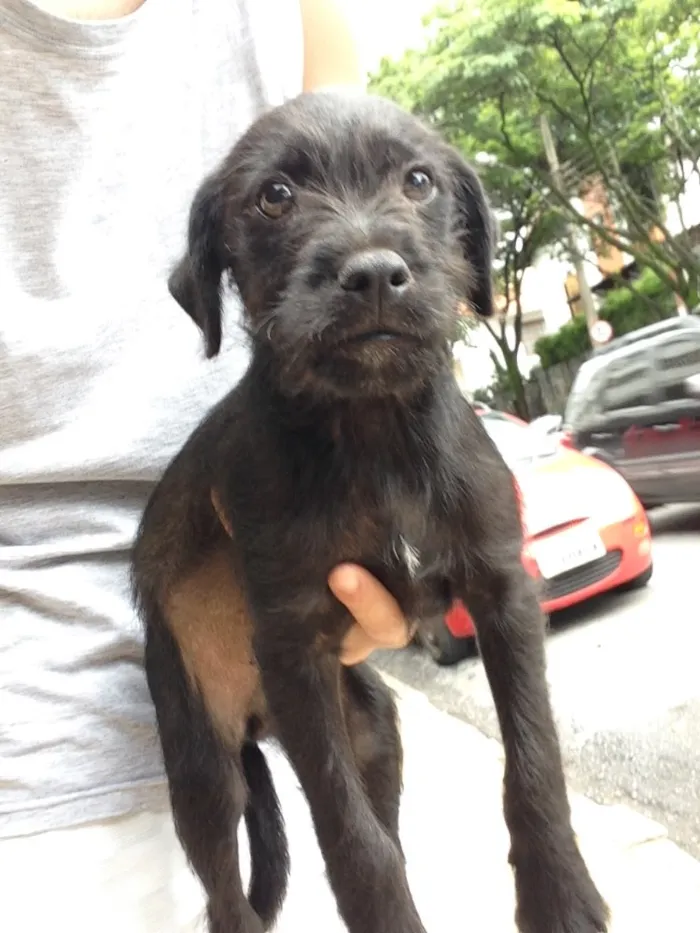 Cachorro raça SRD idade 2 a 6 meses nome Neguinho