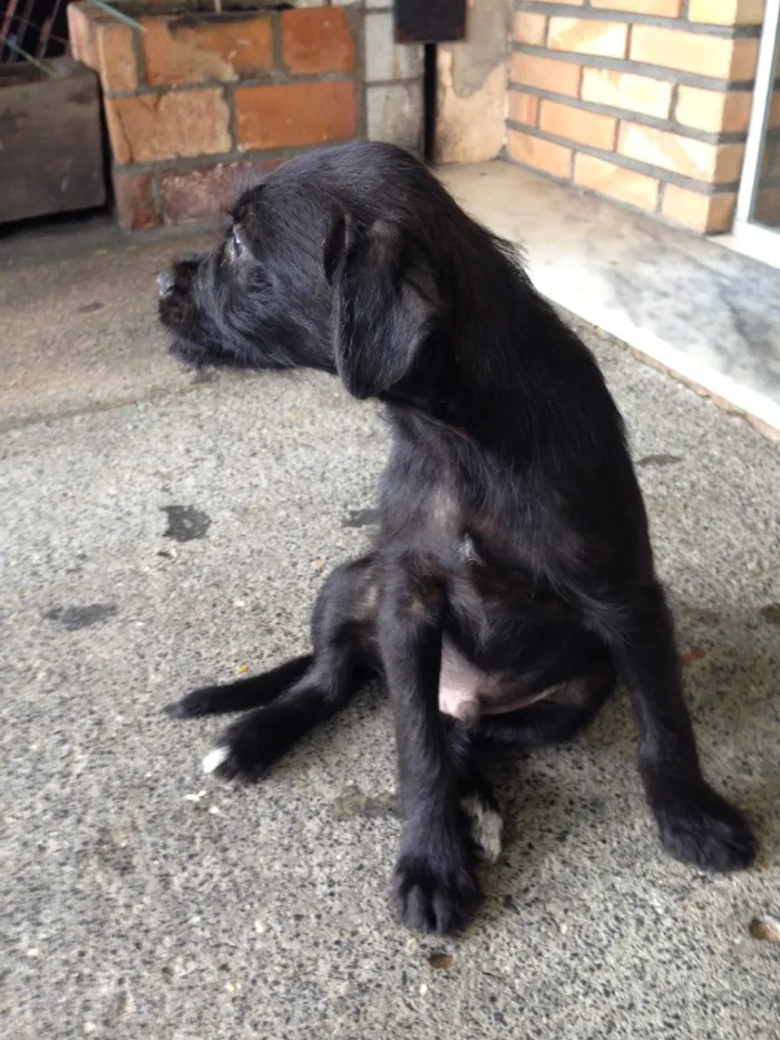 Cachorro raça SRD idade 2 a 6 meses nome Neguinho
