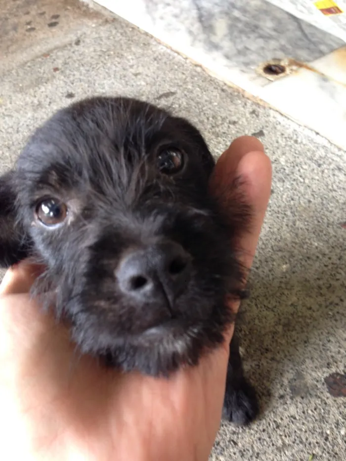 Cachorro raça SRD idade 2 a 6 meses nome Neguinho