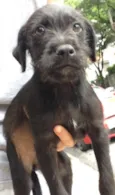 Neguinho