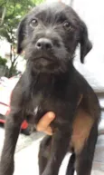 Neguinho