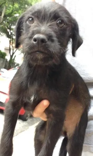 Cachorro raça SRD idade 2 a 6 meses nome Neguinho