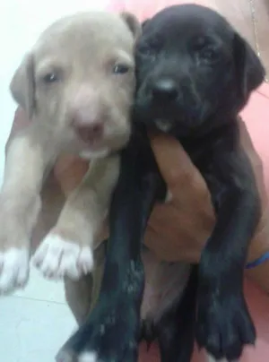 Cachorro raça Vira-latas idade 2 a 6 meses nome Luna e Minzy