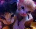 nick e vitoria