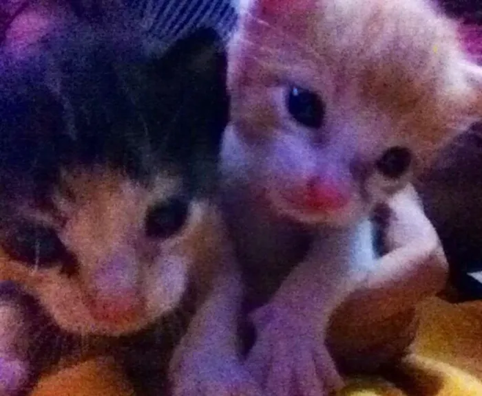 Gato ra a - idade Abaixo de 2 meses nome nick e vitoria