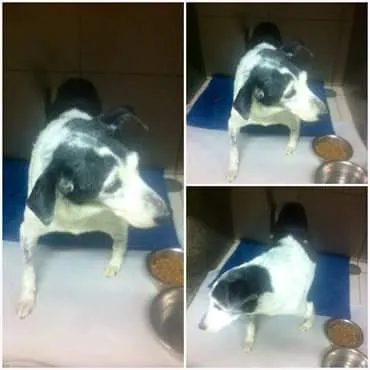 Cachorro ra a RSD idade 5 anos nome S/N