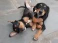 Tico e Teco