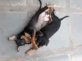Tico e Teco