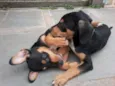 Tico e Teco