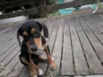 Tico e Teco