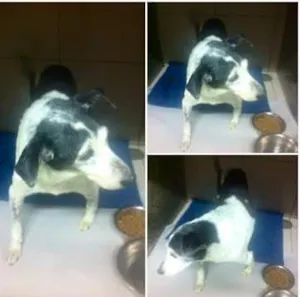 Cachorro raça RSD idade 5 anos nome S/N