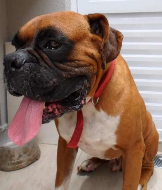Cachorro ra a Boxer idade 3 anos nome Baruel 