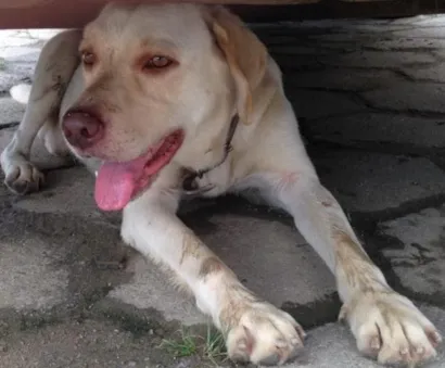 Cachorro raça labrador  idade 2 anos nome não sabemos 