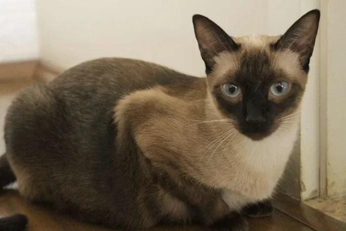 Gato ra a Siamês idade 1 ano nome Hanna