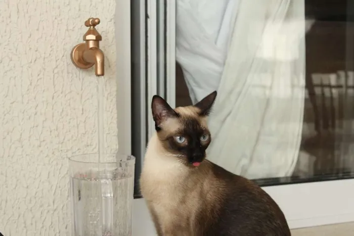 Gato ra a Siamês idade 1 ano nome Hanna