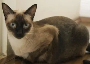 Gato raça Siamês idade 1 ano nome Hanna