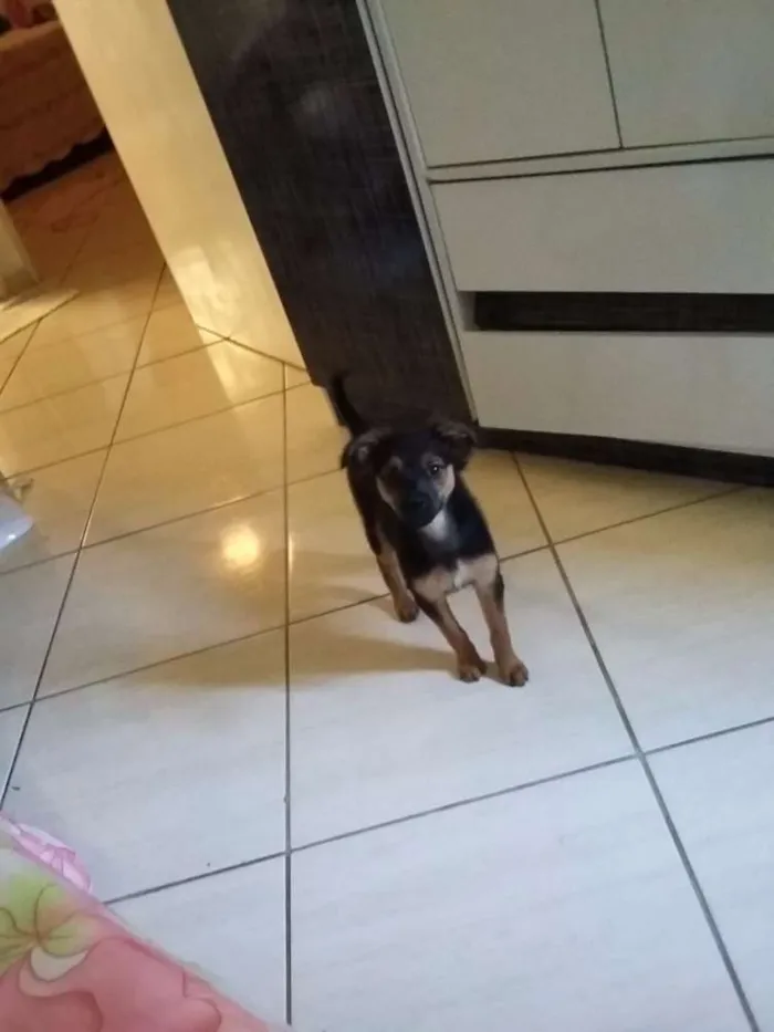 Cachorro ra a Vira-lata idade 2 a 6 meses nome Shiva