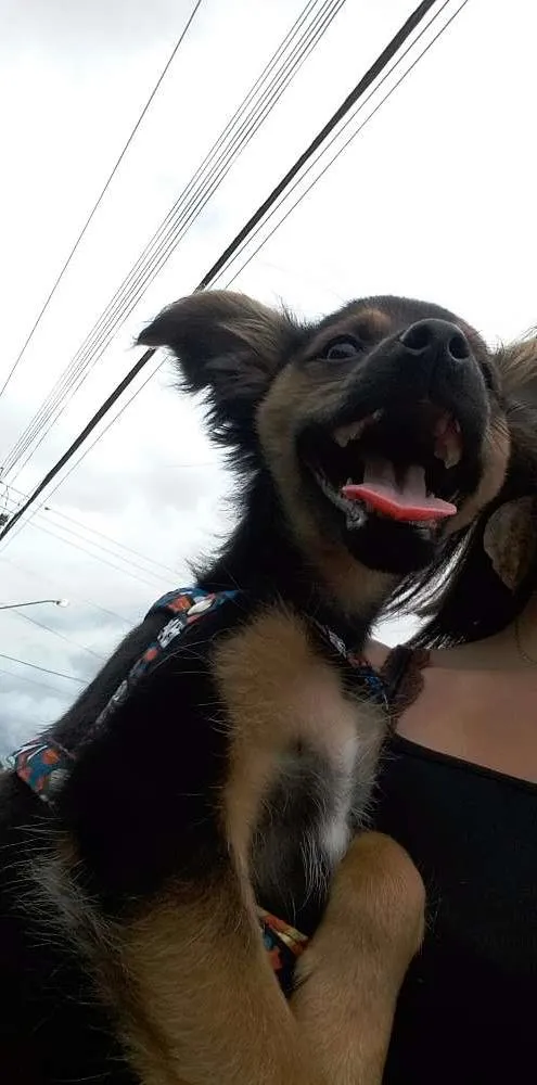 Cachorro ra a Vira-lata idade 2 a 6 meses nome Shiva