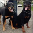 Zara e Bruce