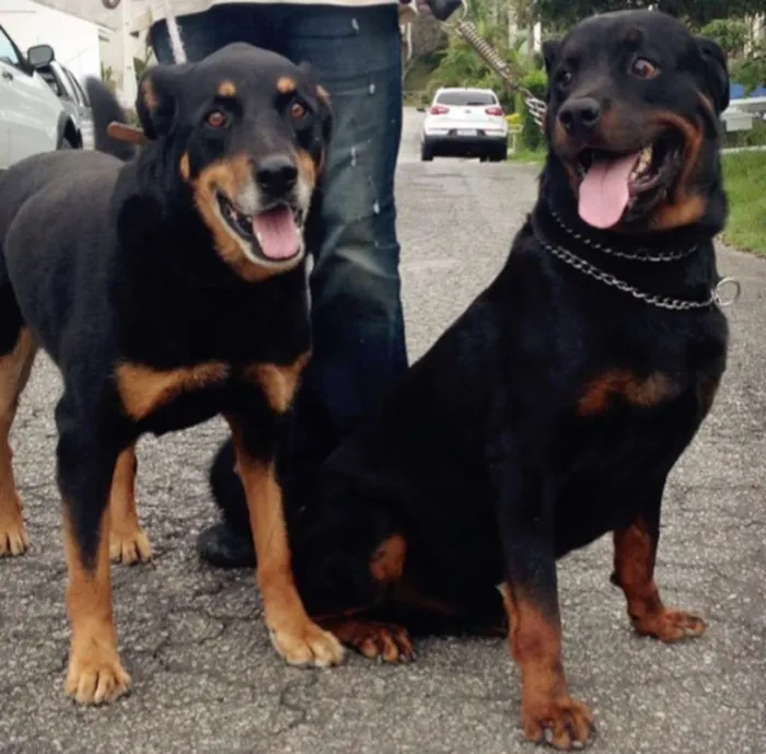 Cachorro raça Rottweiler idade 3 anos nome Zara e Bruce