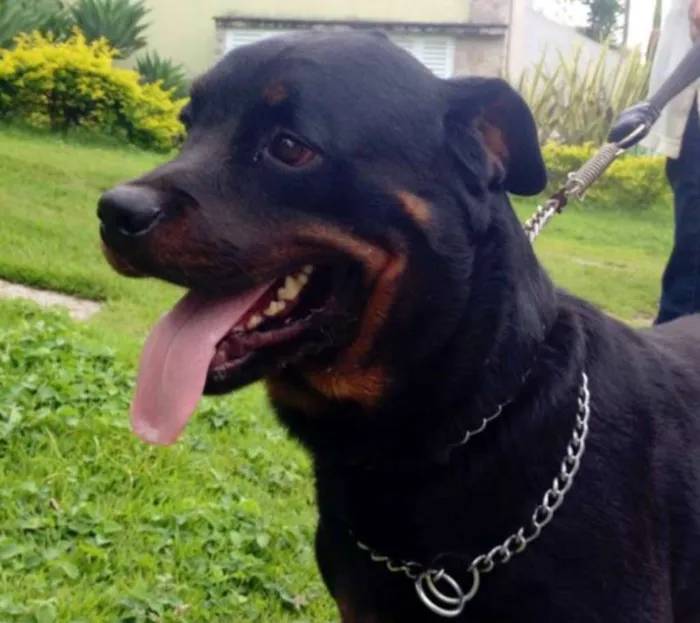 Cachorro raça Rottweiler idade 3 anos nome Zara e Bruce