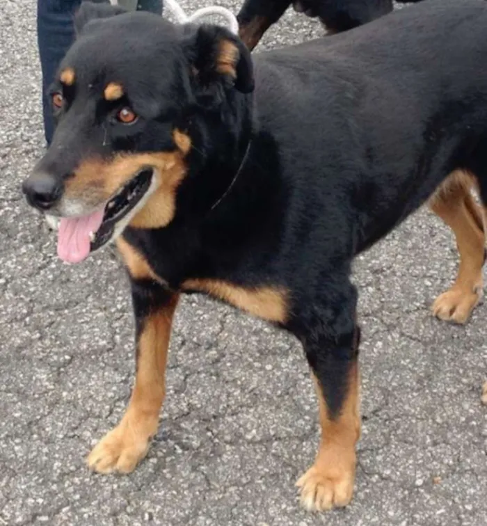 Cachorro raça Rottweiler idade 3 anos nome Zara e Bruce