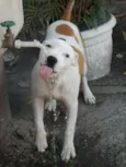 Apolo